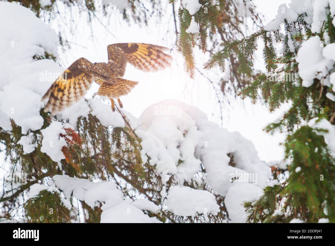 owl vole dans la lumière du matin parmi les firs Banque D'Images