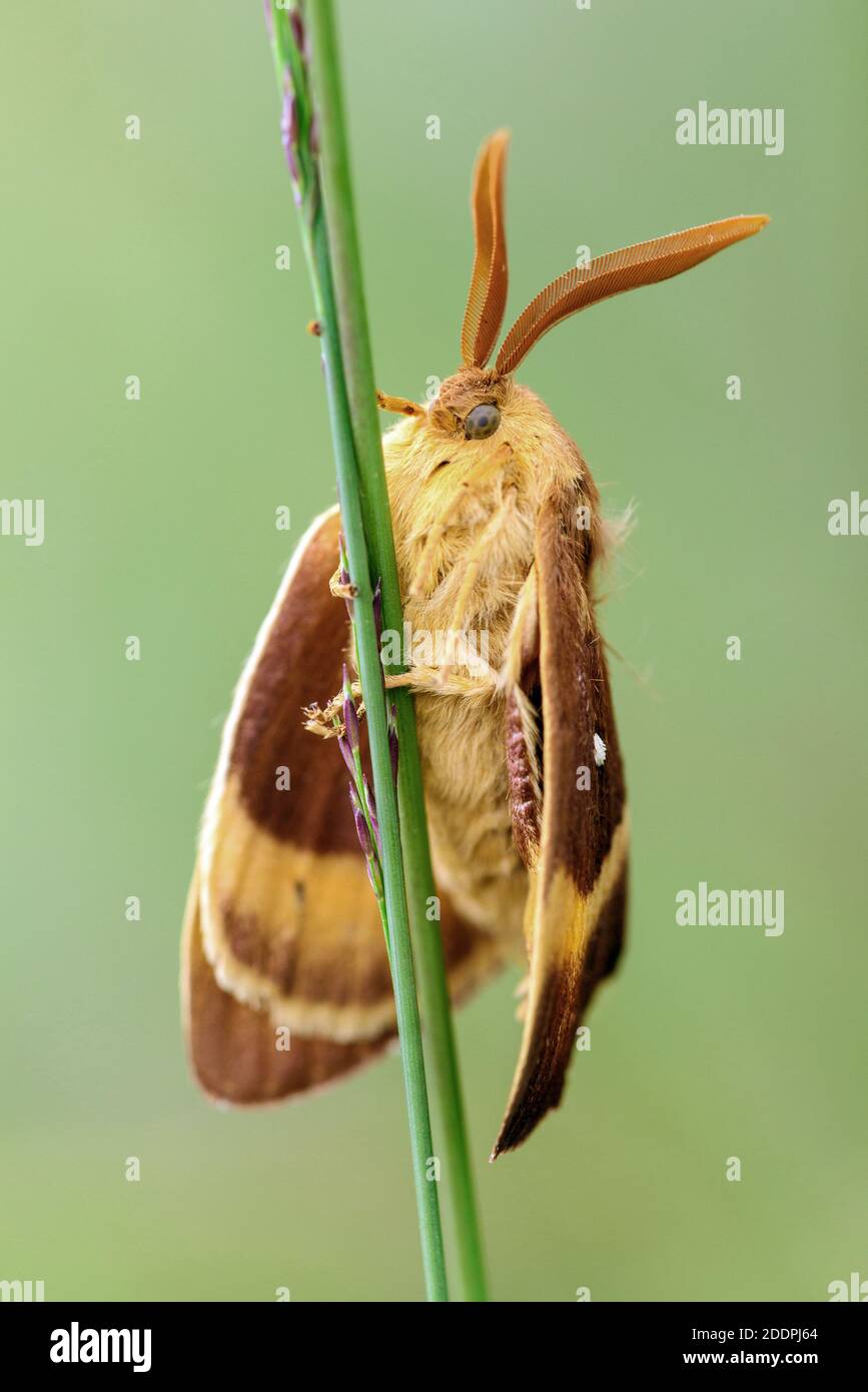 Lemoniid Moths (Lemoniiidae), se trouve sur une lame d'herbe, Allemagne, Basse-Saxe, Goldenstedter Moor Banque D'Images