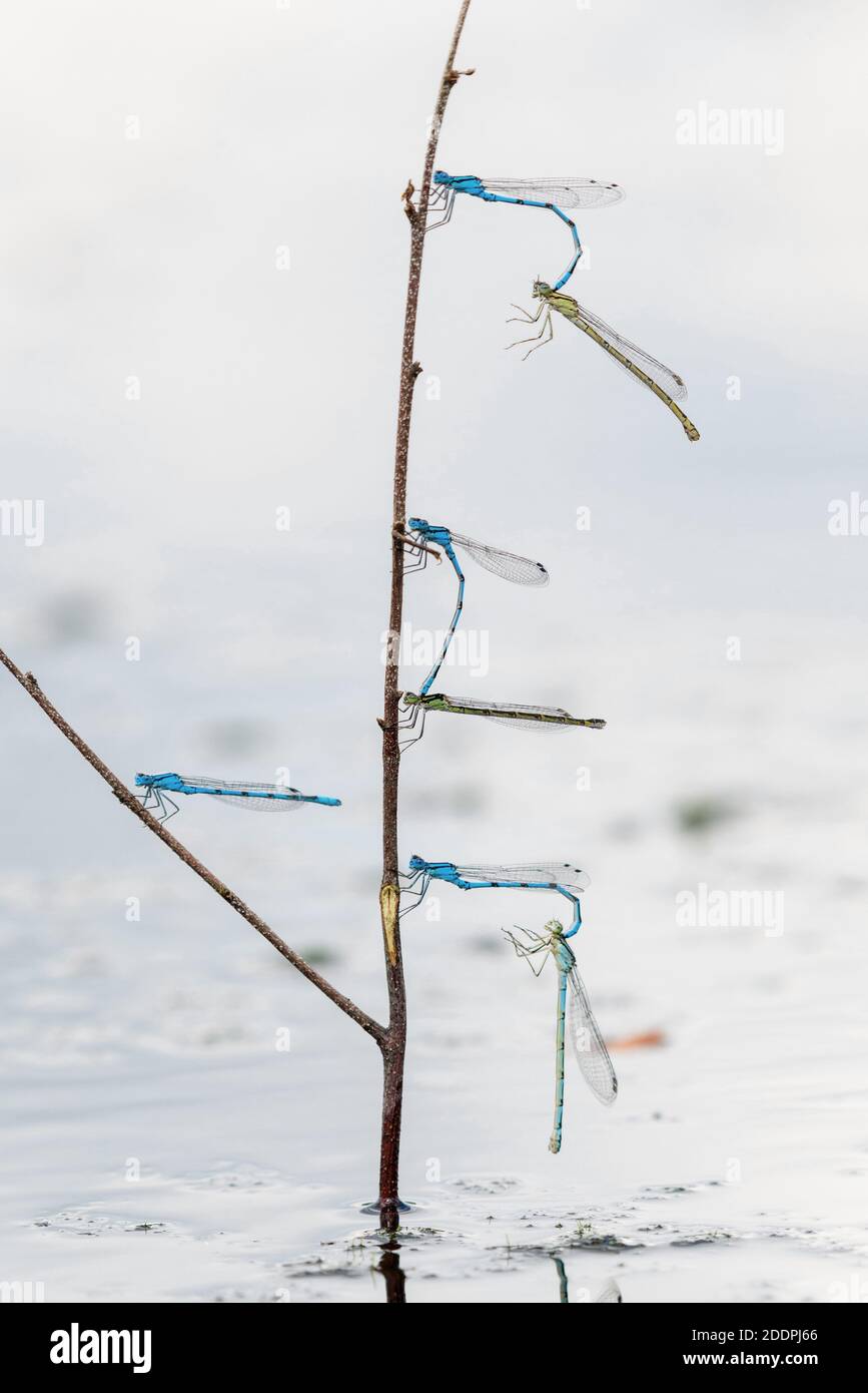 Damselfly bleu commun, damselfly commun (Enallagma cyathigera, Enallagma cyathigerum), plusieurs tandems homologues à une tige, Allemagne, Basse-Saxe, Banque D'Images