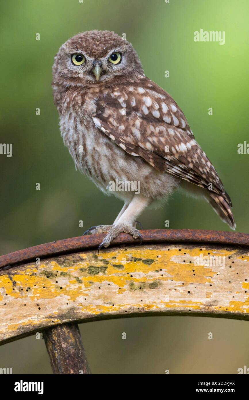 Little Owl (Athene noctua), est assis sur une roue, Allemagne, Basse-Saxe Banque D'Images