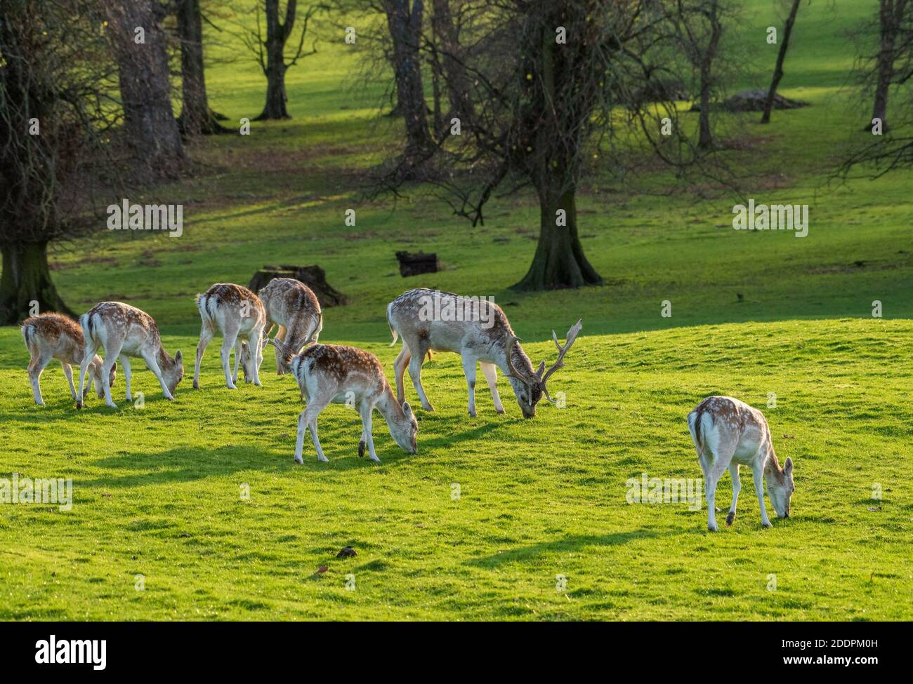Cerf de Virginie et cerf, Milnthorpe, Cumbria. ROYAUME-UNI Banque D'Images