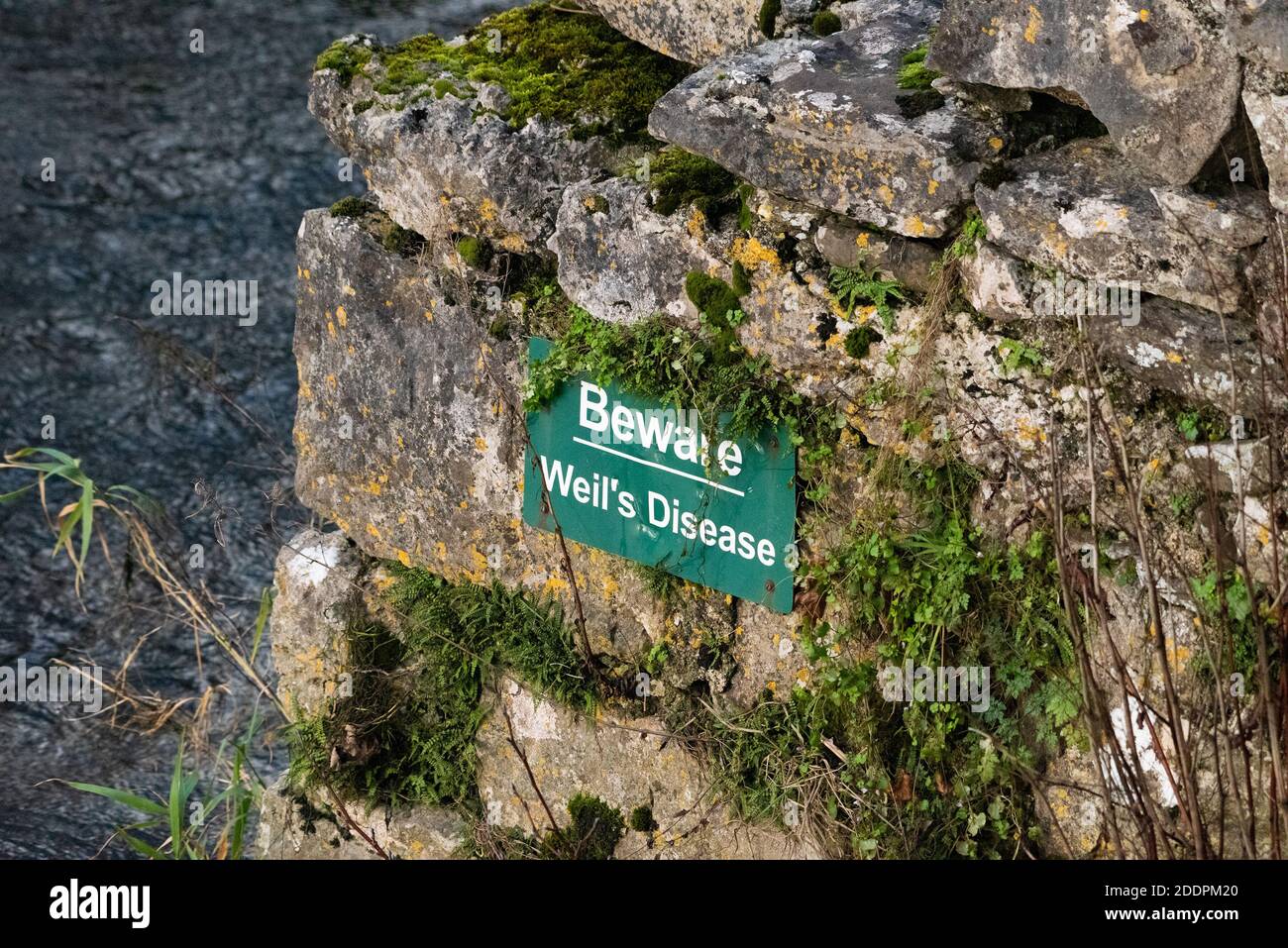 Méfiez-vous du signe de la maladie de Weil sur un pont au-dessus de la rivière Bela, Milnthorpe, Cumbria. ROYAUME-UNI Banque D'Images