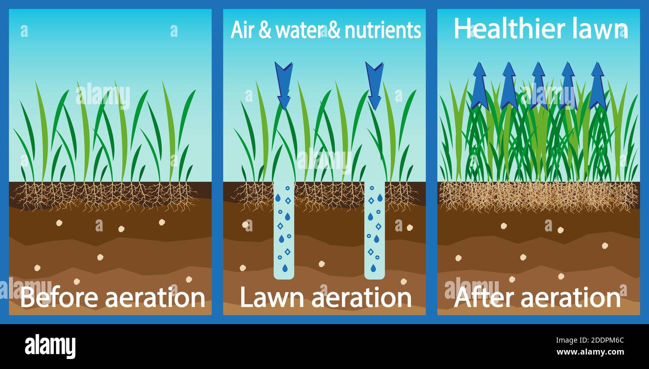 Aération de la pelouse. Enrichissement avec de l'eau d'oxygène et des  éléments nutritifs pour améliorer la croissance de la pelouse. Avant et  après l'aération : jardinage, entretien des pelouses. ADV Image Vectorielle