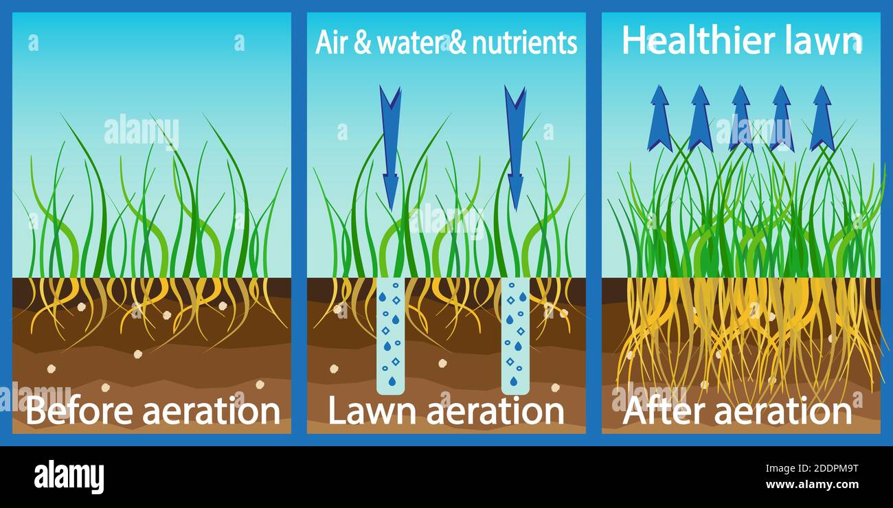 Aération de la pelouse. Enrichissement avec de l'eau d'oxygène et des éléments nutritifs pour améliorer la croissance de la pelouse. Avant et après l'aération : jardinage, entretien des pelouses. ADV Illustration de Vecteur