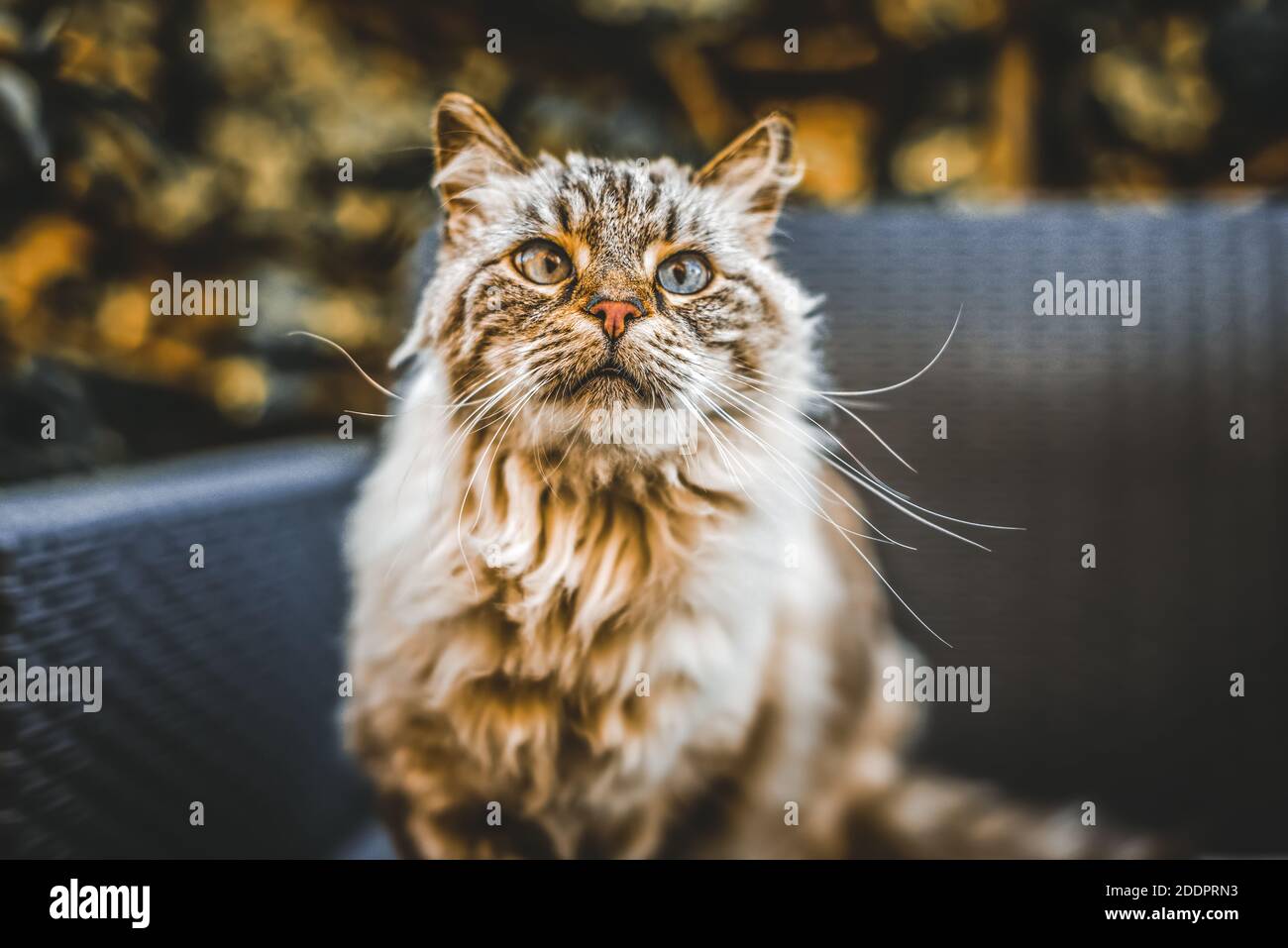 gros plan portrait d'un chat merveilleux et coloré assis sur un canapé à l'extérieur.animaux émotion et yeux bleus. féline debout sur une chaise avec flou Banque D'Images