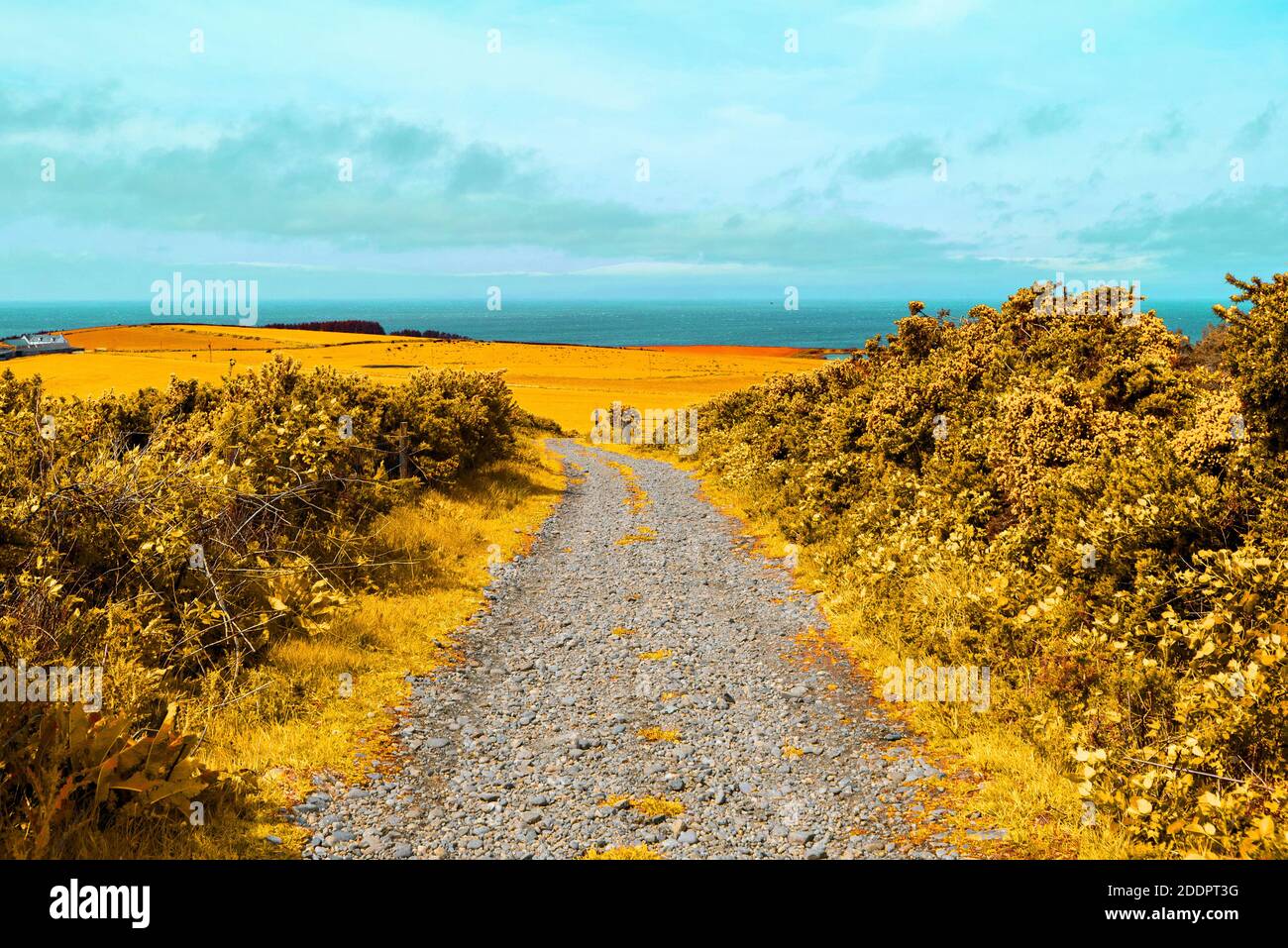 Route jaune infrarouge Banque D'Images