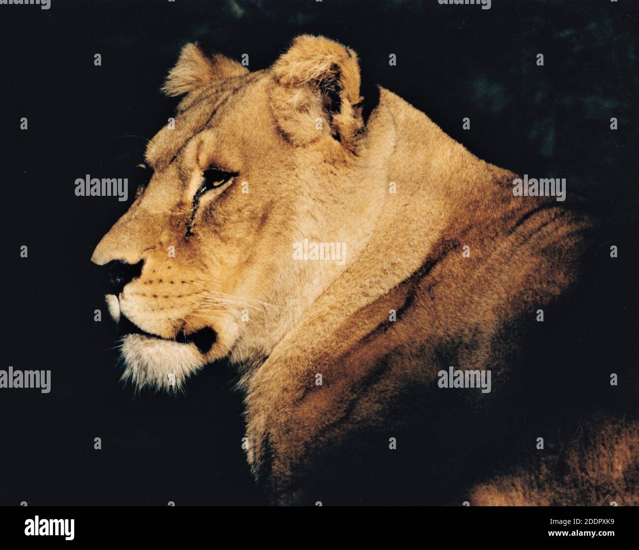 'Lionne africaine', 'Lion', 'lionnen', 'tête de Lions, 'scaning', 'Pride' Banque D'Images