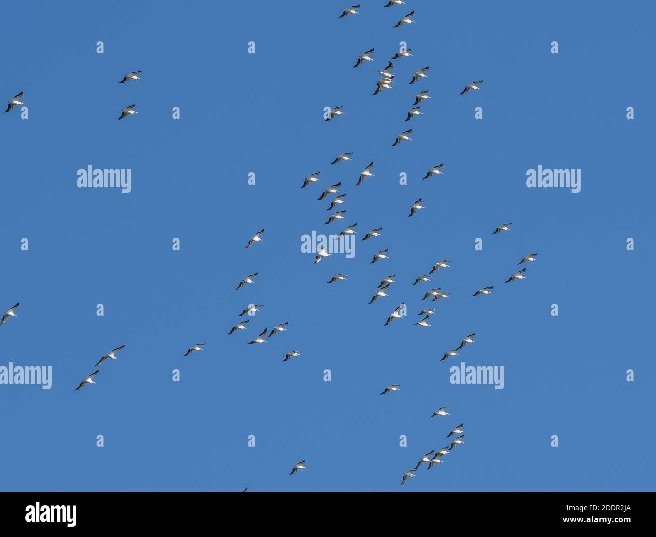 Pélicans blancs (Pelecanus erythrorhynchos) Survolant Sanibel Island sur la côte du golfe de Floride États-Unis Banque D'Images