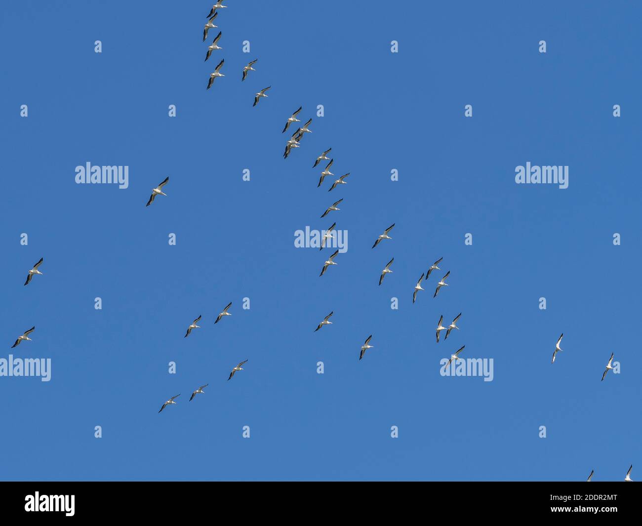 Pélicans blancs (Pelecanus erythrorhynchos) Survolant Sanibel Island sur la côte du golfe de Floride États-Unis Banque D'Images