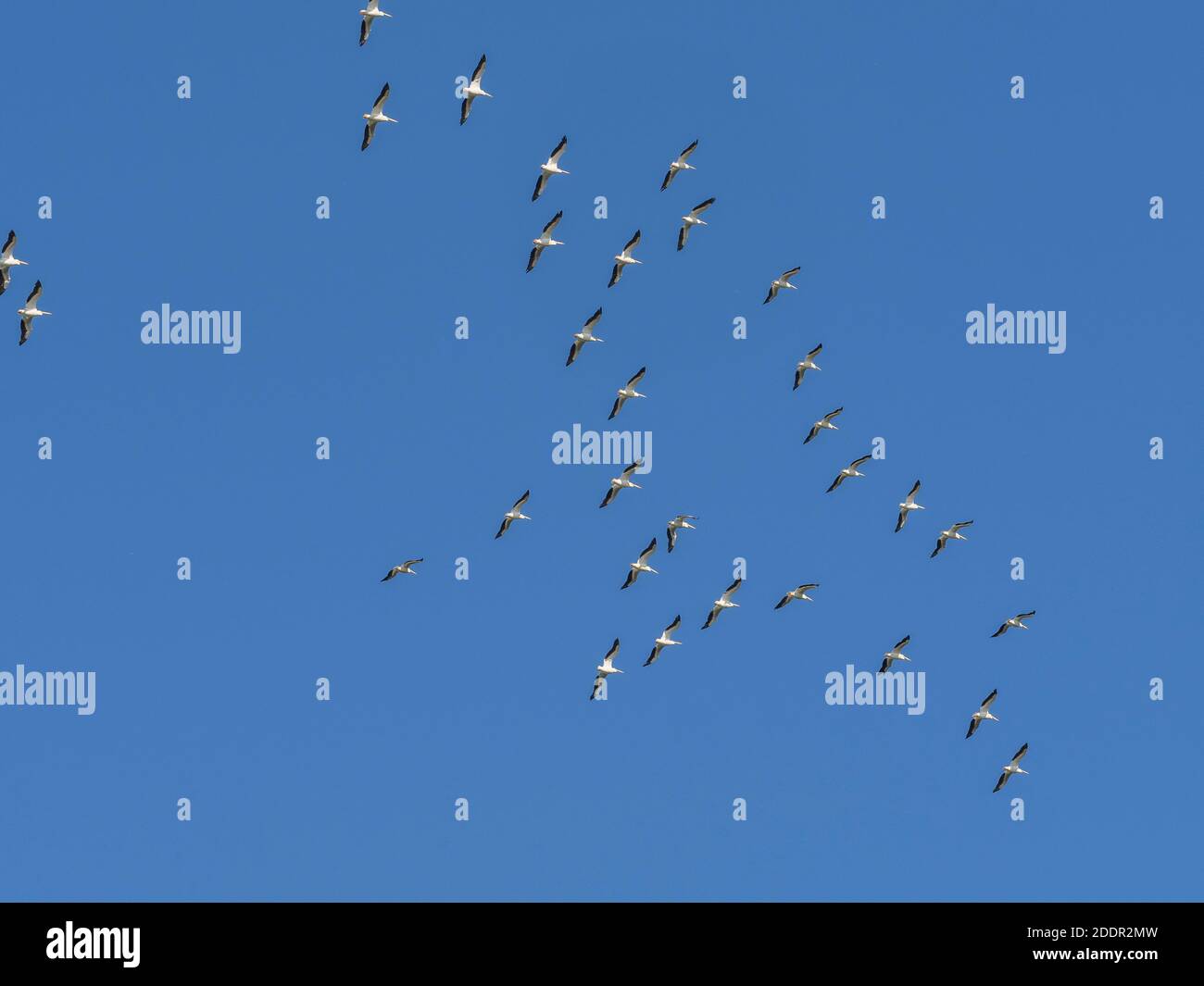 Pélicans blancs (Pelecanus erythrorhynchos) Survolant Sanibel Island sur la côte du golfe de Floride États-Unis Banque D'Images