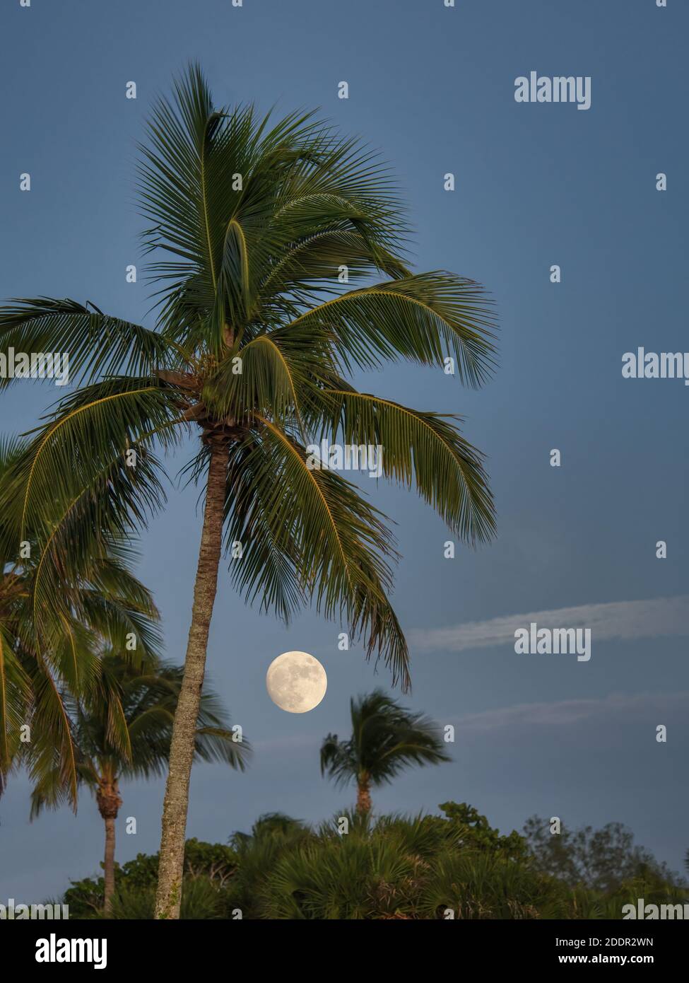 Pleine lune derrière les palmiers sur l'île de Sanibel au sud-ouest Floride aux États-Unis Banque D'Images