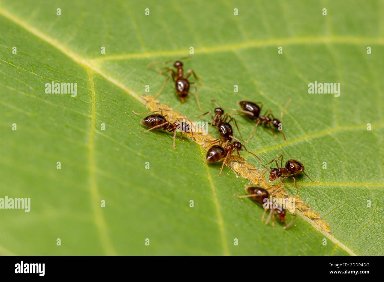 Ants bruns Eating pucerons, larves sur une feuille verte sur un arbre. Banque D'Images