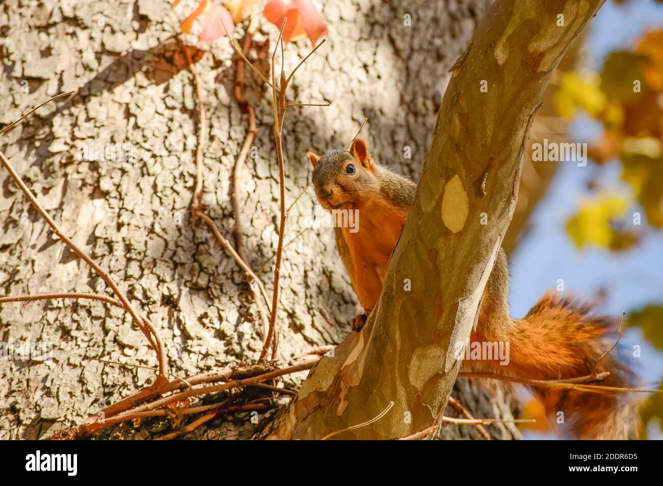 Dans l'arbre de l'écureuil Banque D'Images