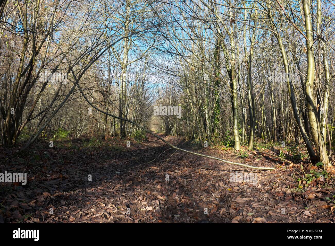 Aconbury Wood dans Herefordshire UK - Nov 2020 Bois de flanc de colline appartenant au duché de Cornwall ouvert au public.près du village de Kingsthorne. Banque D'Images