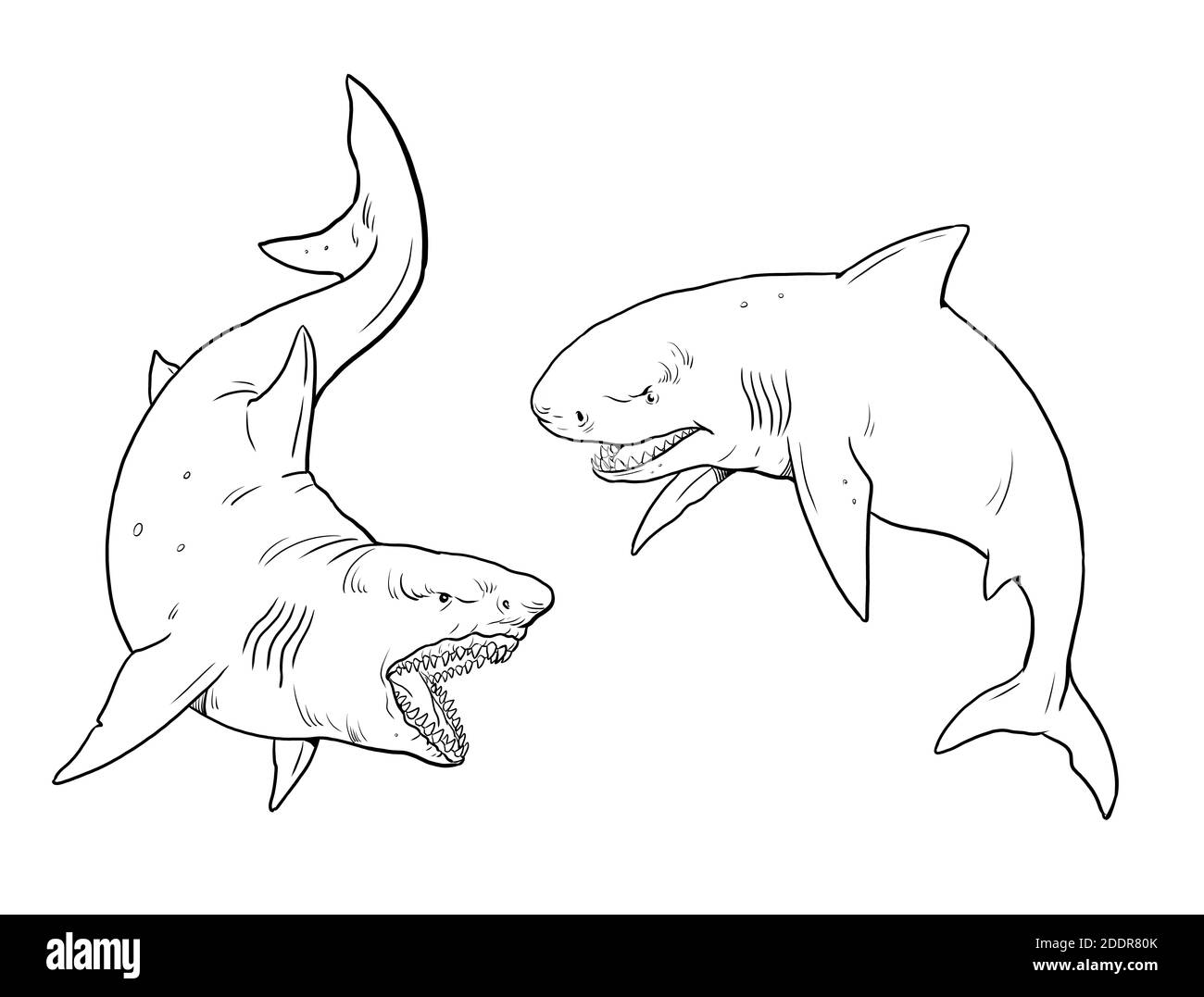 Gabarit de coloriage des requins géants. Gros dessin de requin. Illustration monster megalodon. Banque D'Images