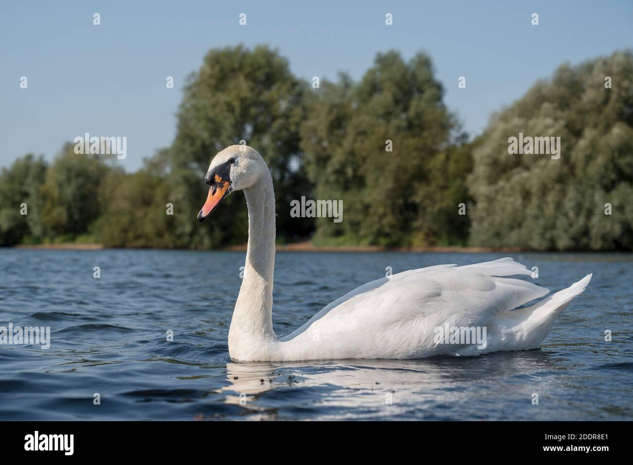 Muet cygne sur un lac en Angleterre. Banque D'Images