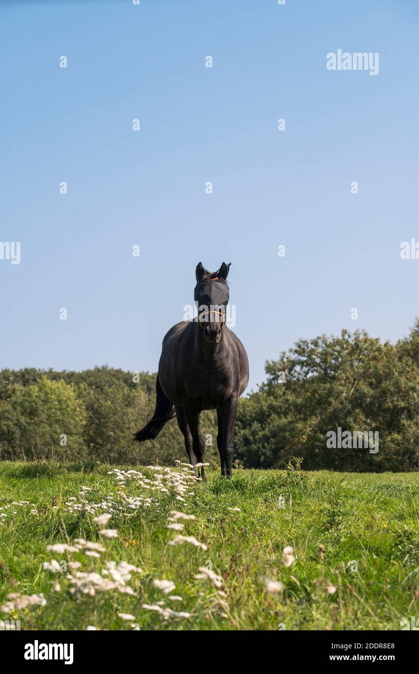 Cheval portant un masque de mouche dans un champ dans la campagne anglaise. Banque D'Images