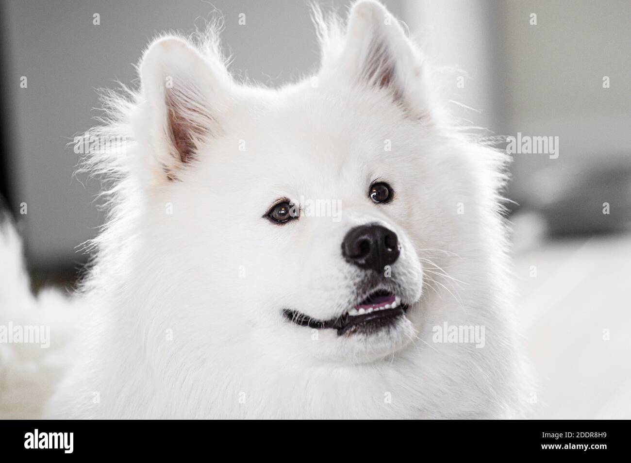 Portrait d'un magnifique chien blanc Samoyed. Banque D'Images