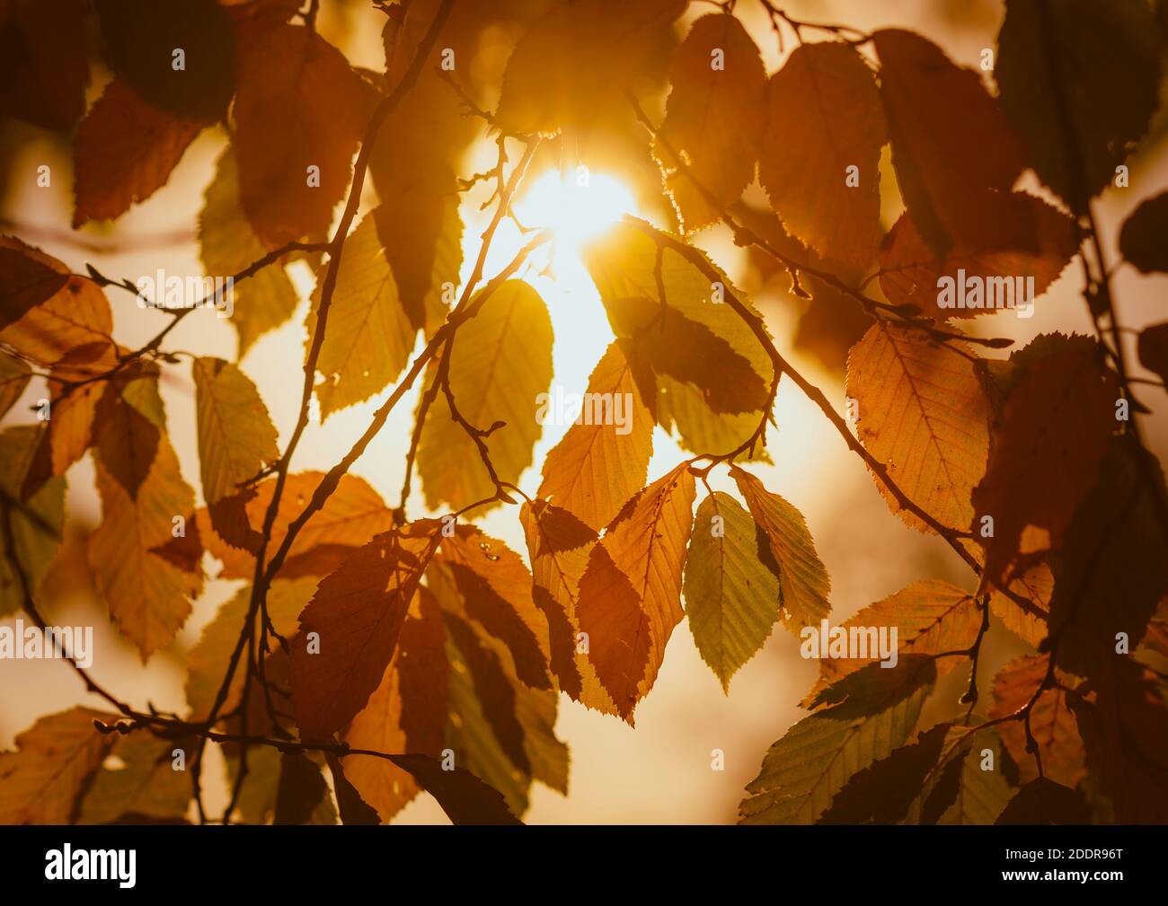Soleil brillant à travers les feuilles dans un bois en Angleterre. Banque D'Images