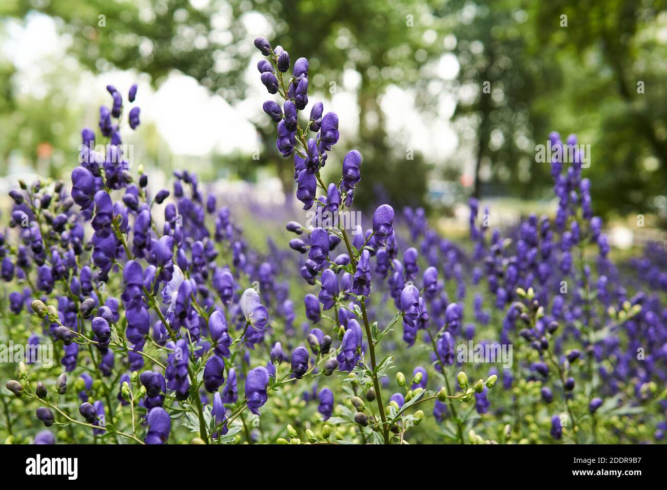 inflorescences bleues d'aconite sur un fond de parc flou Banque D'Images