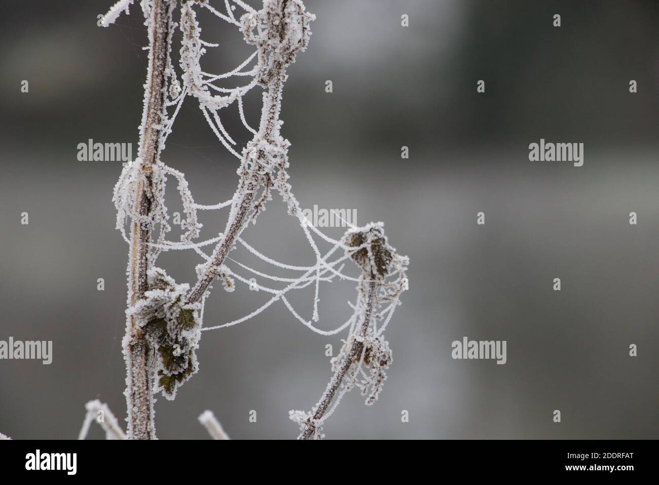 Toile d'araignée emmêlée et givrée. Une scène de vignerons sur une ferme le matin d'une glace. Calme et paisible. Banque D'Images