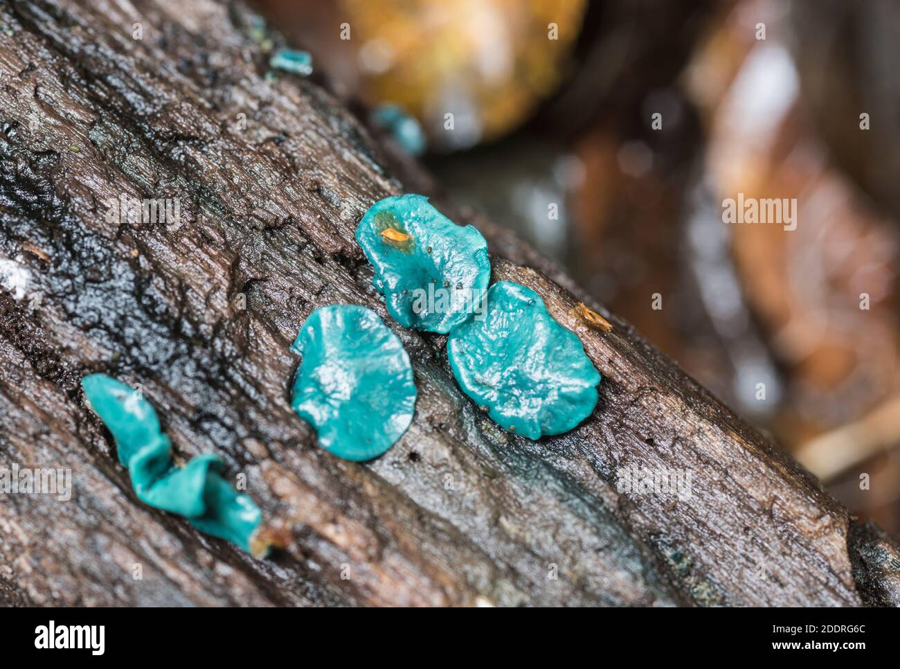 Champignon - Vert ELFCUP (Chlorociboria aeuginascens) Banque D'Images