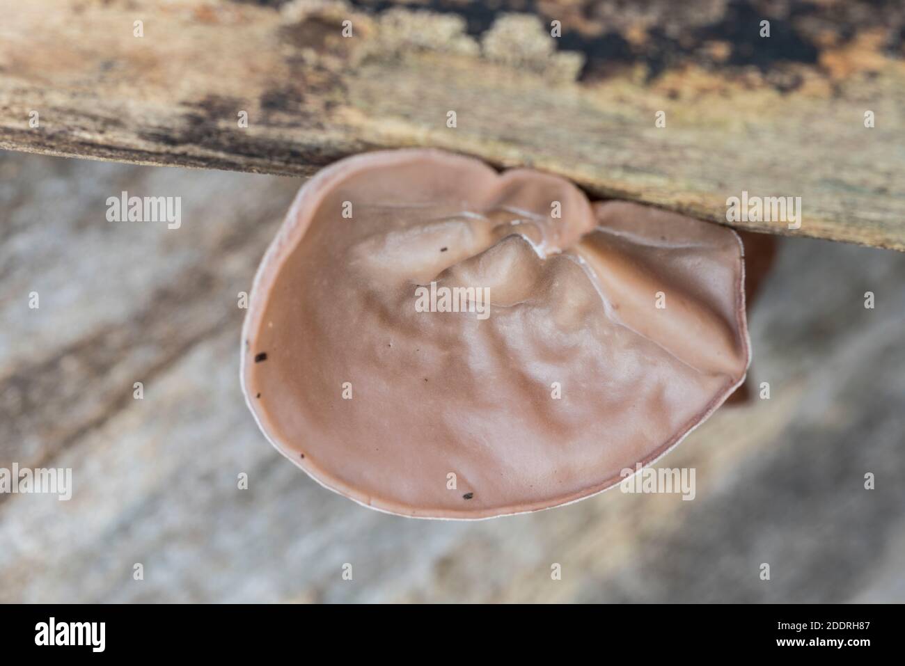 Champignon - Juifs/ Judas ou oreille de gelée (Auricularia auricula-judae) Banque D'Images