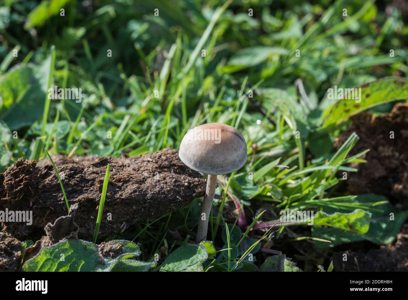 Le champignon Mottlegill (Panaeolus sp) pousse sur des excréments animaux Banque D'Images