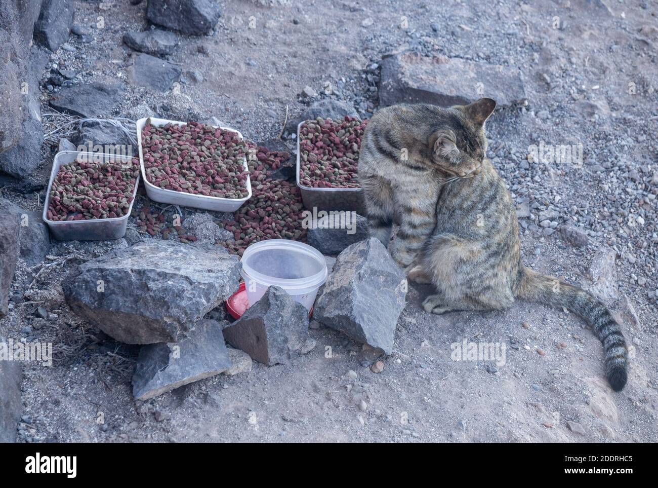 Féral chat se nourrissant sur la nourriture laissée dehors par un membre de public Banque D'Images