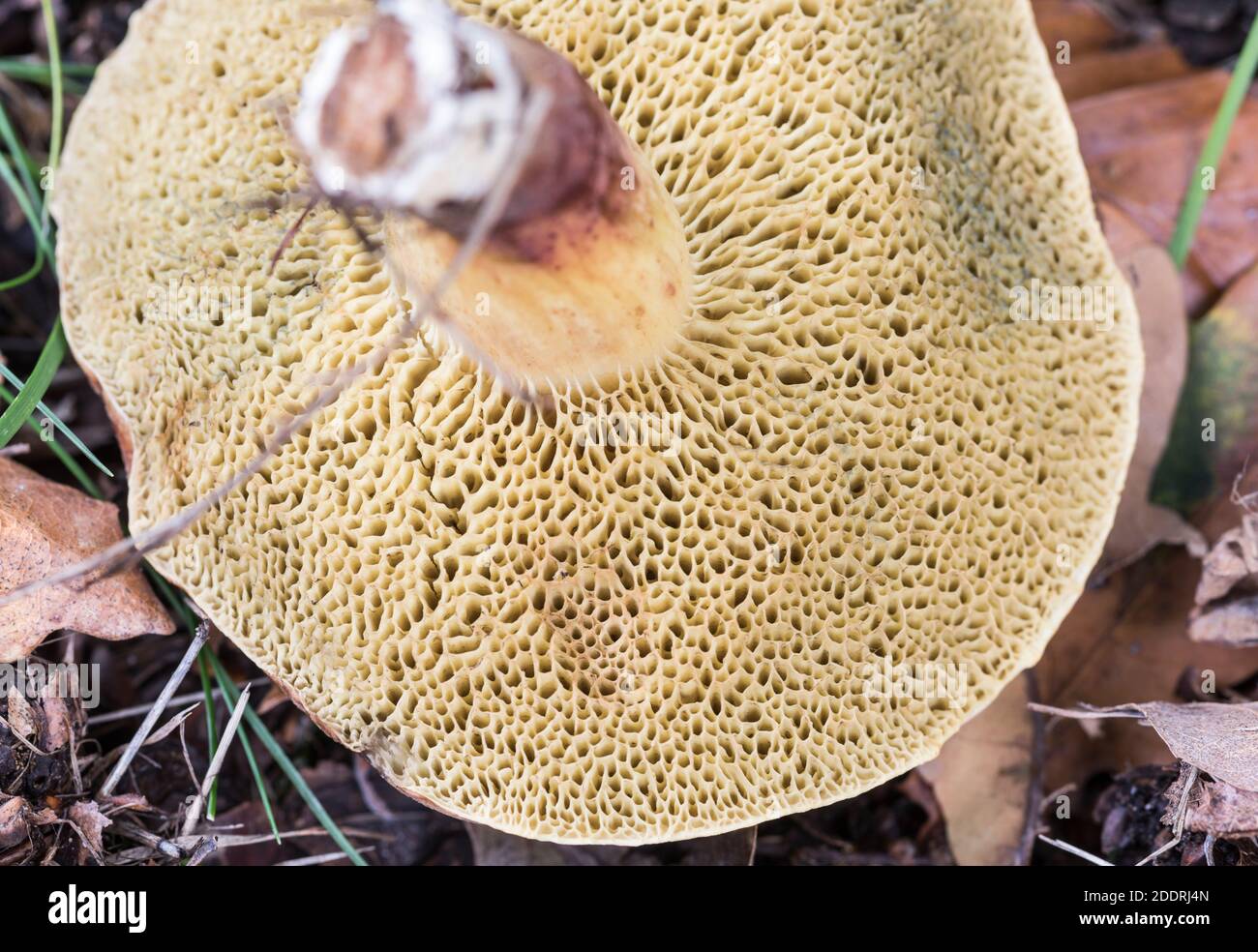 Dessous d'un champignon boletes (Boletus sp) affichage des tubes/pores  Photo Stock - Alamy