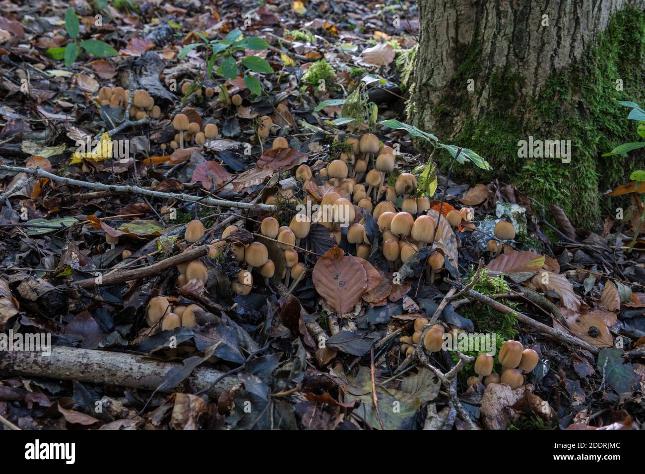 Souche d'Inkcap (Coprinus micaceus) Banque D'Images
