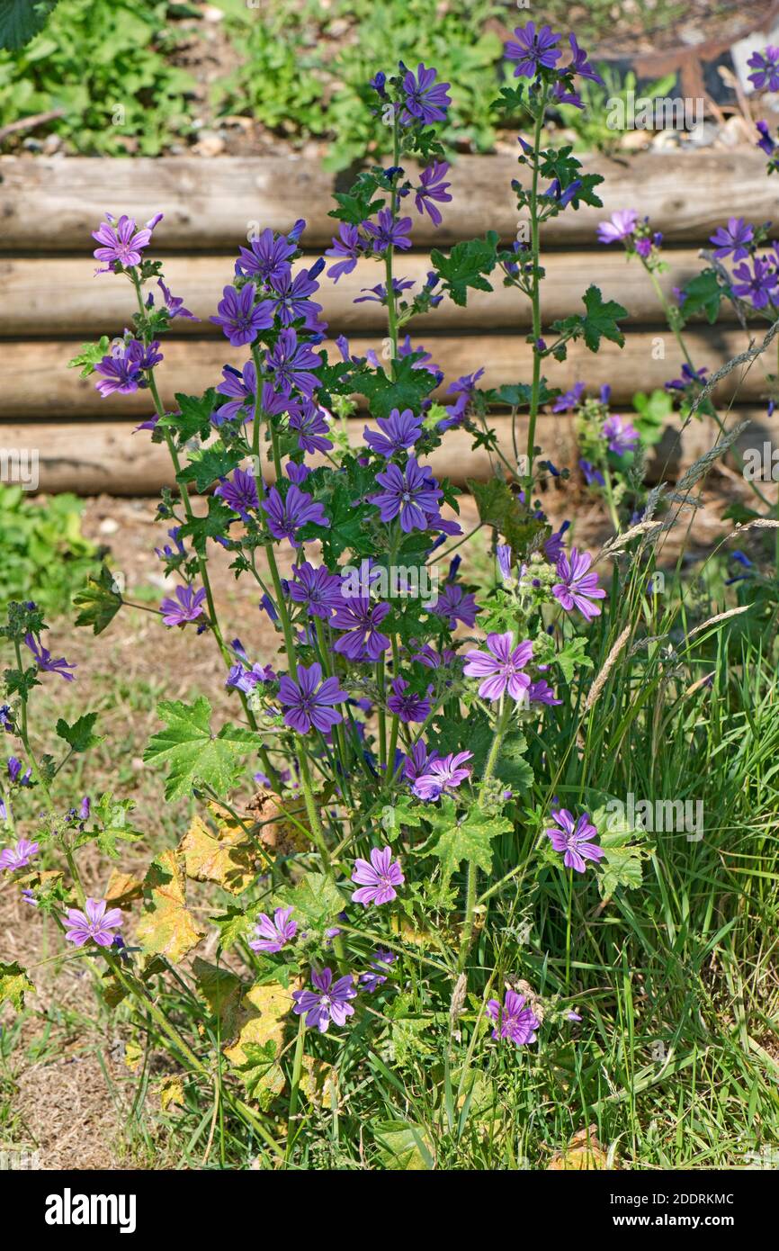 Fleurs de la méche commune (Malva sylvestris) pourpre-rose avec nervures foncées sur la plante à fleurs, Berkshire, juin Banque D'Images