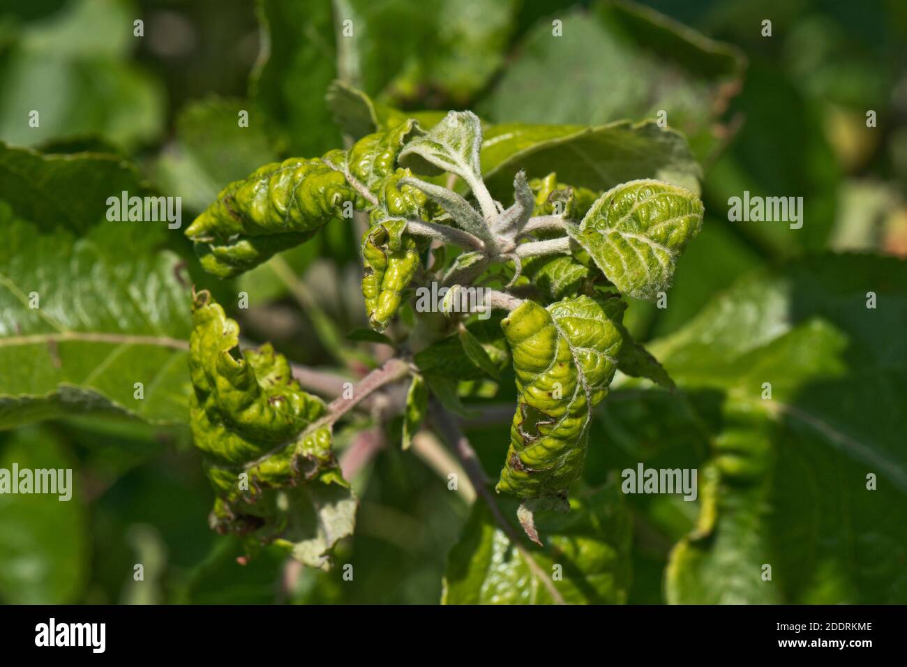 Puceron de pommier rosé (Dsaphis plantaginea) les feuilles se froulent sur les feuilles de pomme endommagées sur un vieux arbre, Berkshire, juin Banque D'Images