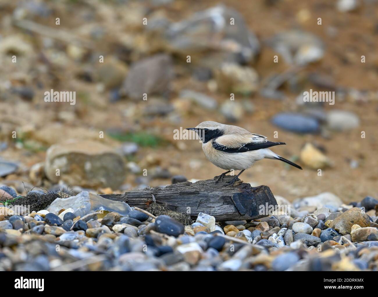 Adulte Homme Desert Wheatear Oenanthe deserti oiseau migrant sur une plage de galets de Norfolk. Attirer de nombreux observateurs d'oiseaux. Banque D'Images