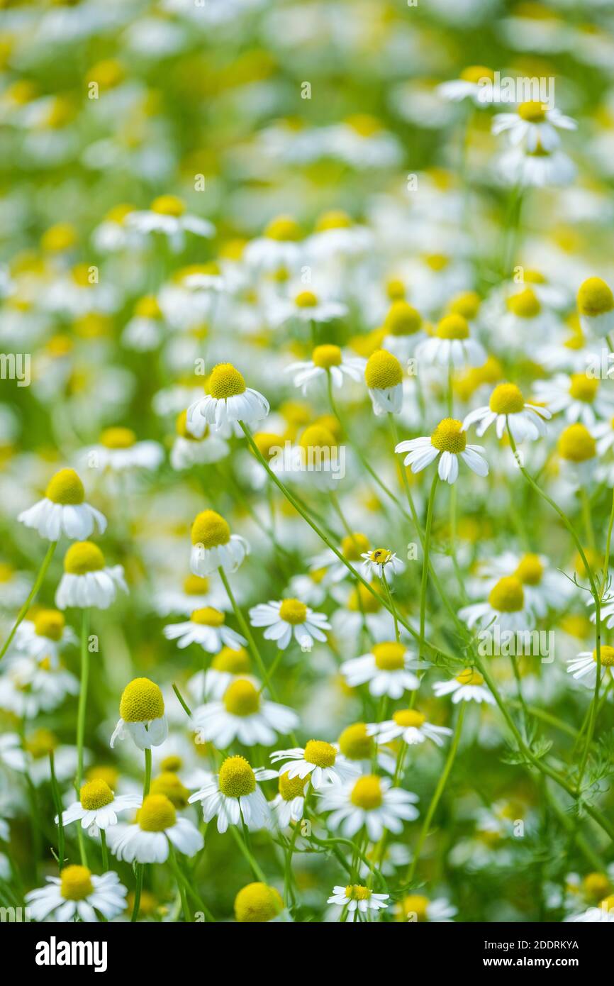 Matricaria recutita. Camomille allemande. Mauvaise herbe parfumée. Cheval gowan. Camomille douce fausse. Camomille sauvage Banque D'Images