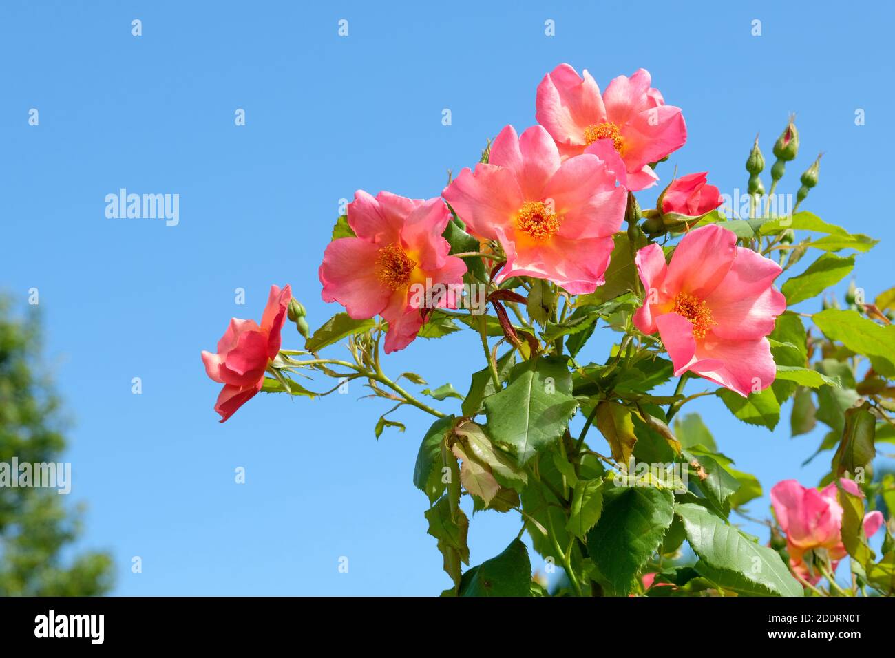 Rosa « Morning Mist ». Rosa « Ausfire ». Rose « Ausfire ». Rose 'Morning Mist'. Fleurs roses avec fond bleu ciel Banque D'Images