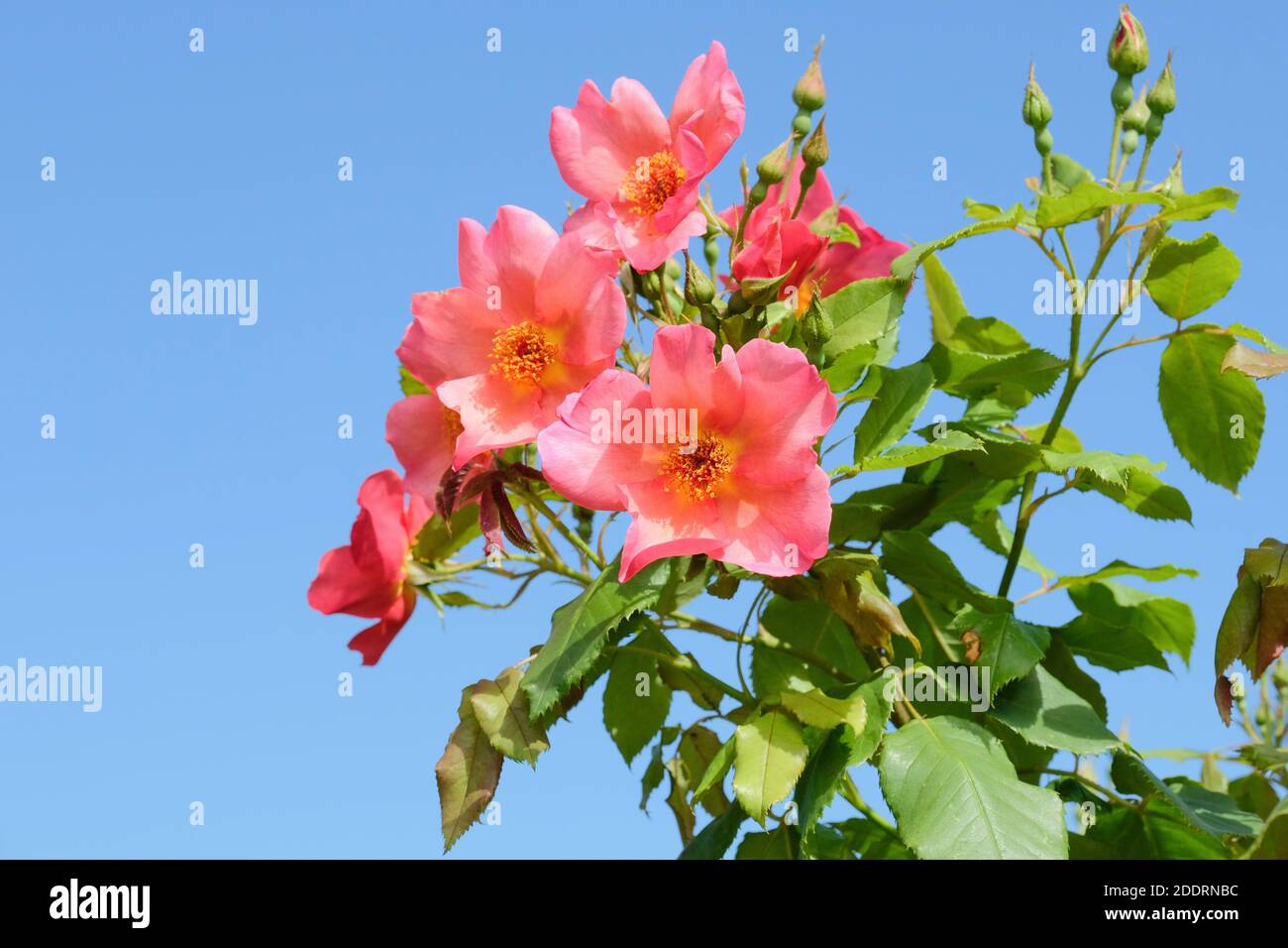 Rosa « Morning Mist ». Rosa « Ausfire ». Rose « Ausfire ». Rose 'Morning Mist'. Fleurs roses avec fond bleu ciel Banque D'Images
