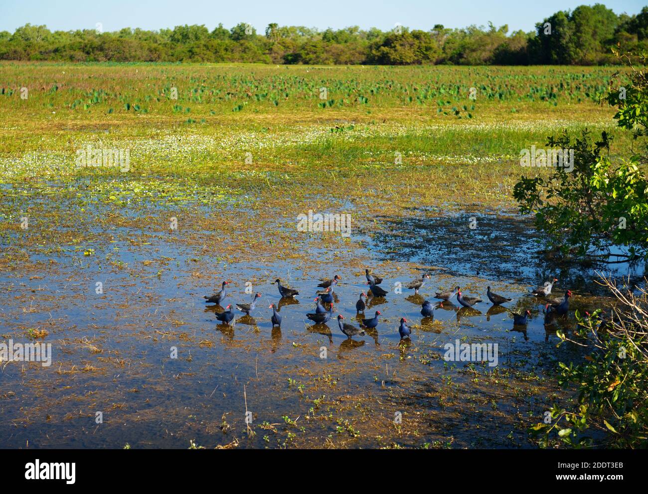Oiseaux bleu et noir avec un bec rouge de manger au milieu de terres humides du Kakadu. Banque D'Images