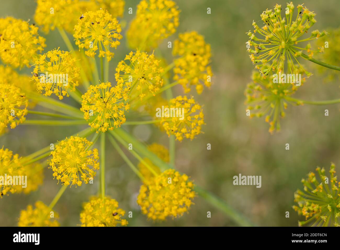 plante jaune avec insectes insectes thapsia villosa Banque D'Images