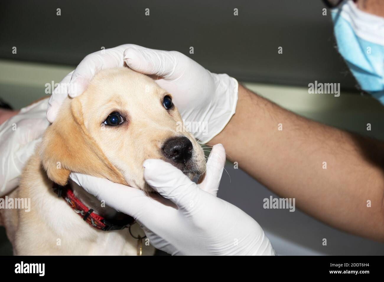 Un vétérinaire examine l'œil d'un chiot du Labrador au cours d'un examen médical vérification Banque D'Images