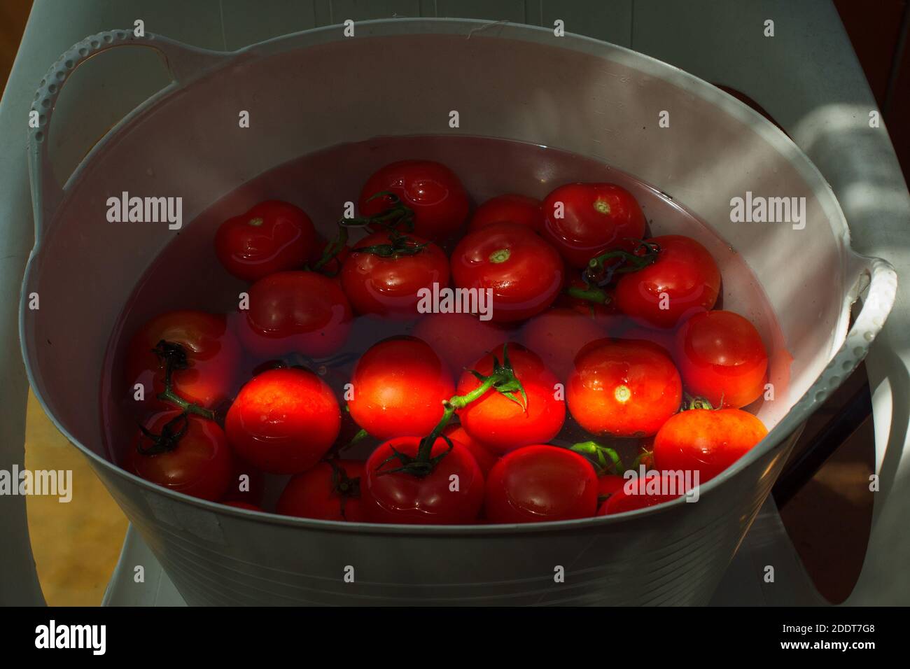 Un rayon de soleil illumine une ligne de tomates dans un seau polyvalent flexible avec de l'eau et du désinfectant pour nettoyer. Banque D'Images