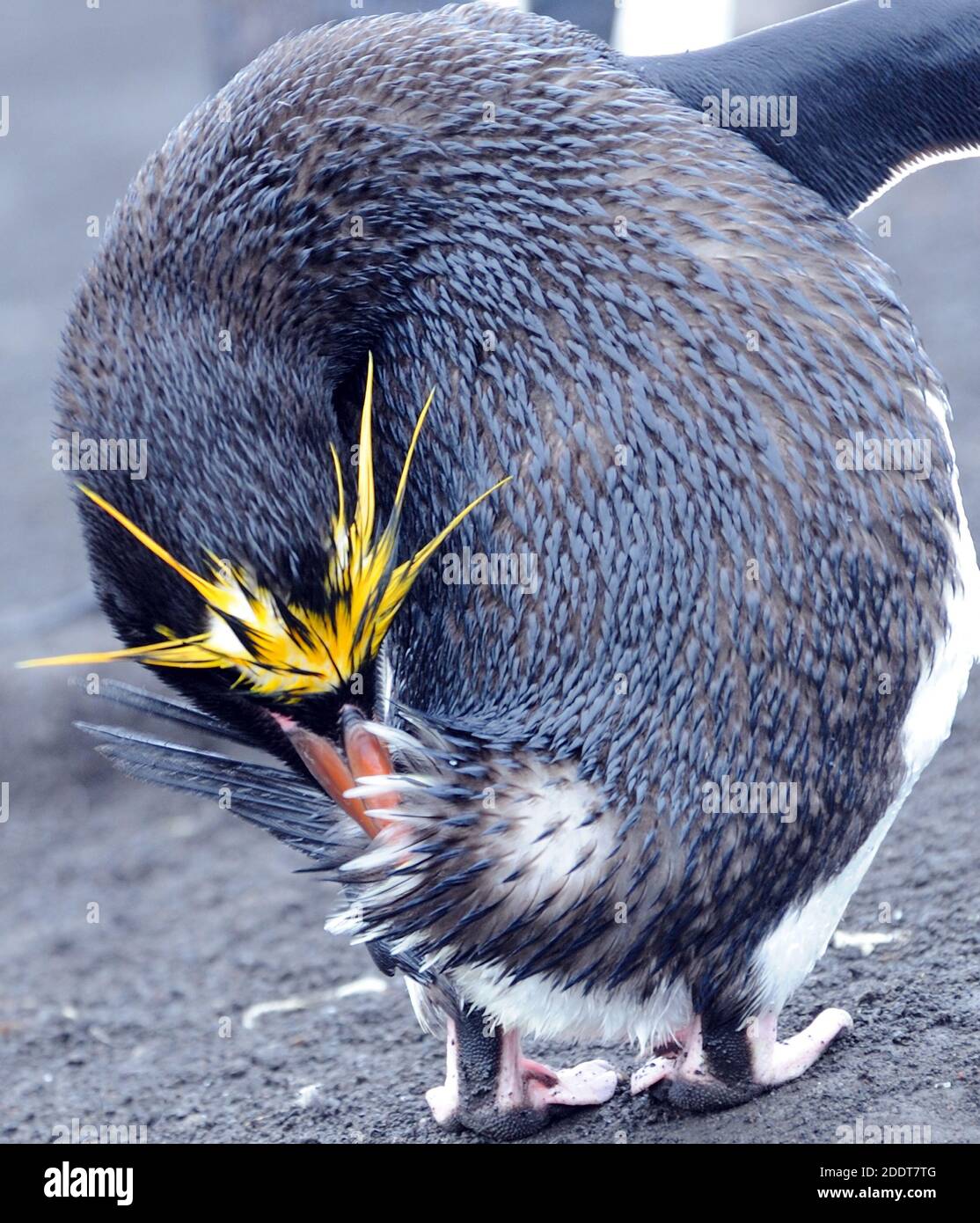 Un pingouin macaroni (Eudyptes chrysolophus) préentant. Île de Saunders, îles Sandwich du Sud. Océan Atlantique Sud. 25 février 16 Banque D'Images