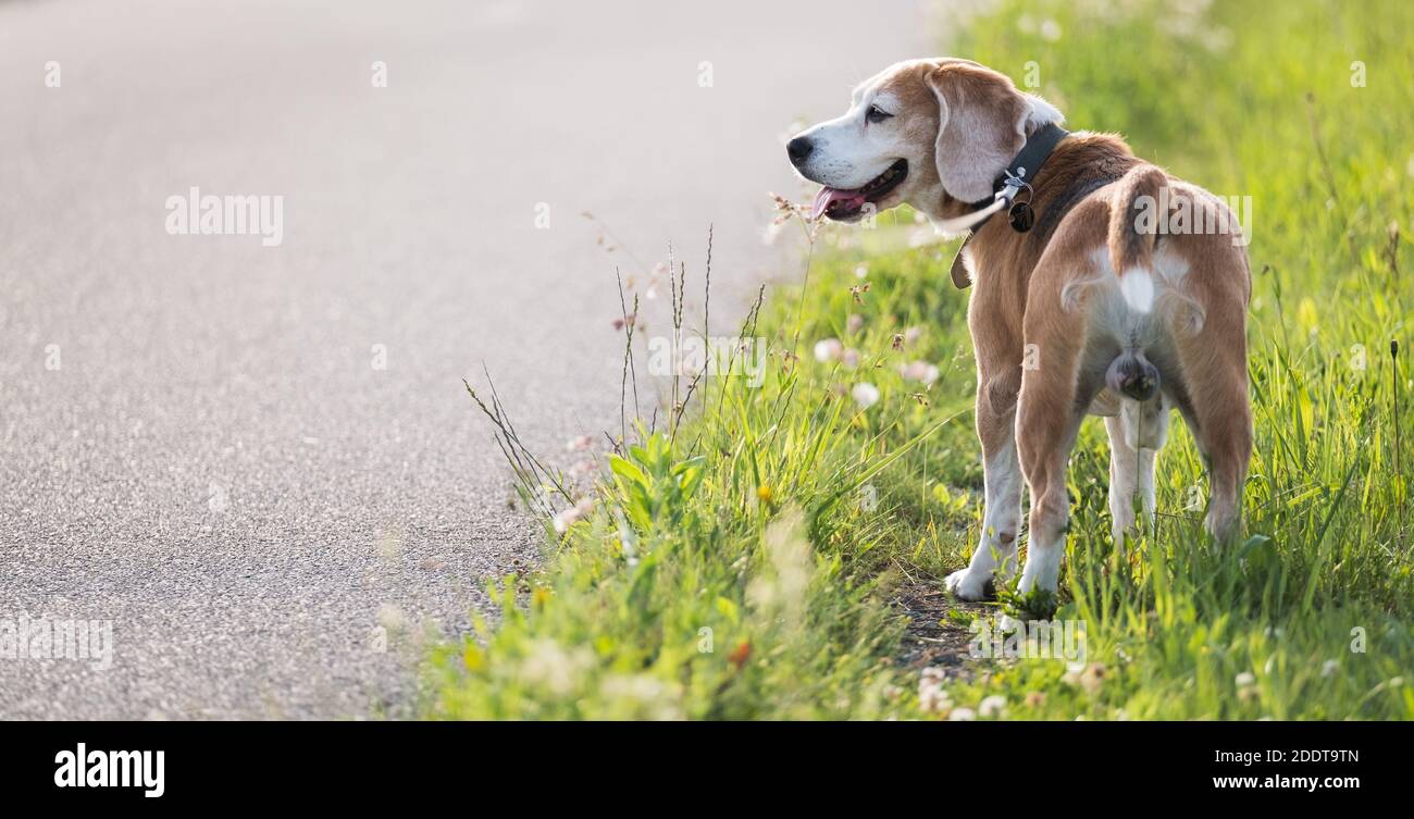 Chien de marche portrait de beagle photo il se tenant sur l'herbe verte près de la piste de course d'asphalte et regardant autour. Image de concept d'animaux domestiques drôle Banque D'Images
