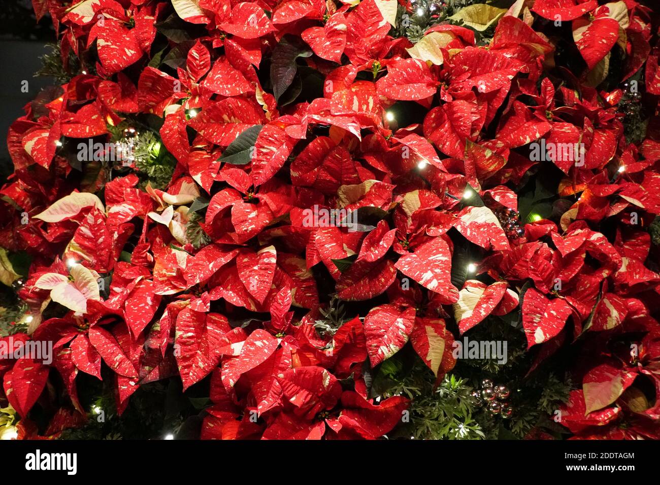 Un arbre de Noël décoré de poinsettia rouge et d'argent ornements Banque D'Images