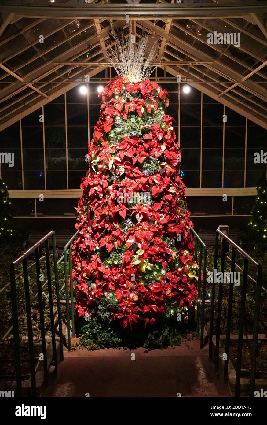 Un arbre de Noël décoré de plantes de poinsettia rouges et d'argent ornements Banque D'Images