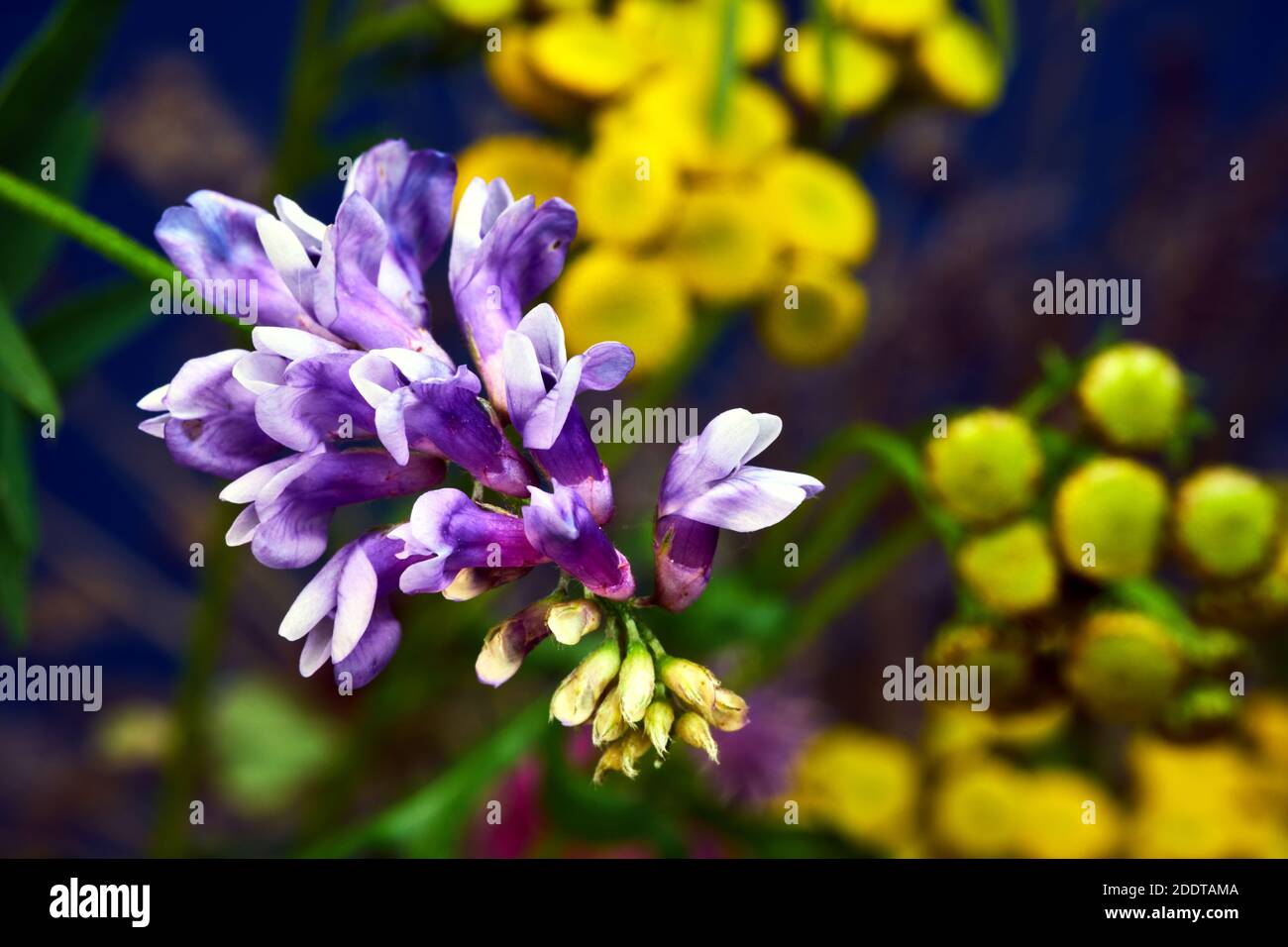 Petites fleurs blanches et bleues sur la brousse oiseau de mouche dans le jardin pendant l'automne Banque D'Images