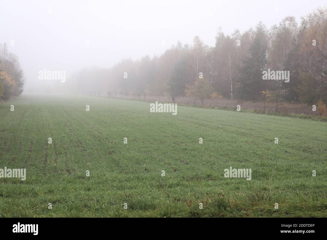 Champ vert et arbres enrepliés dans le brouillard du matin en automne Banque D'Images