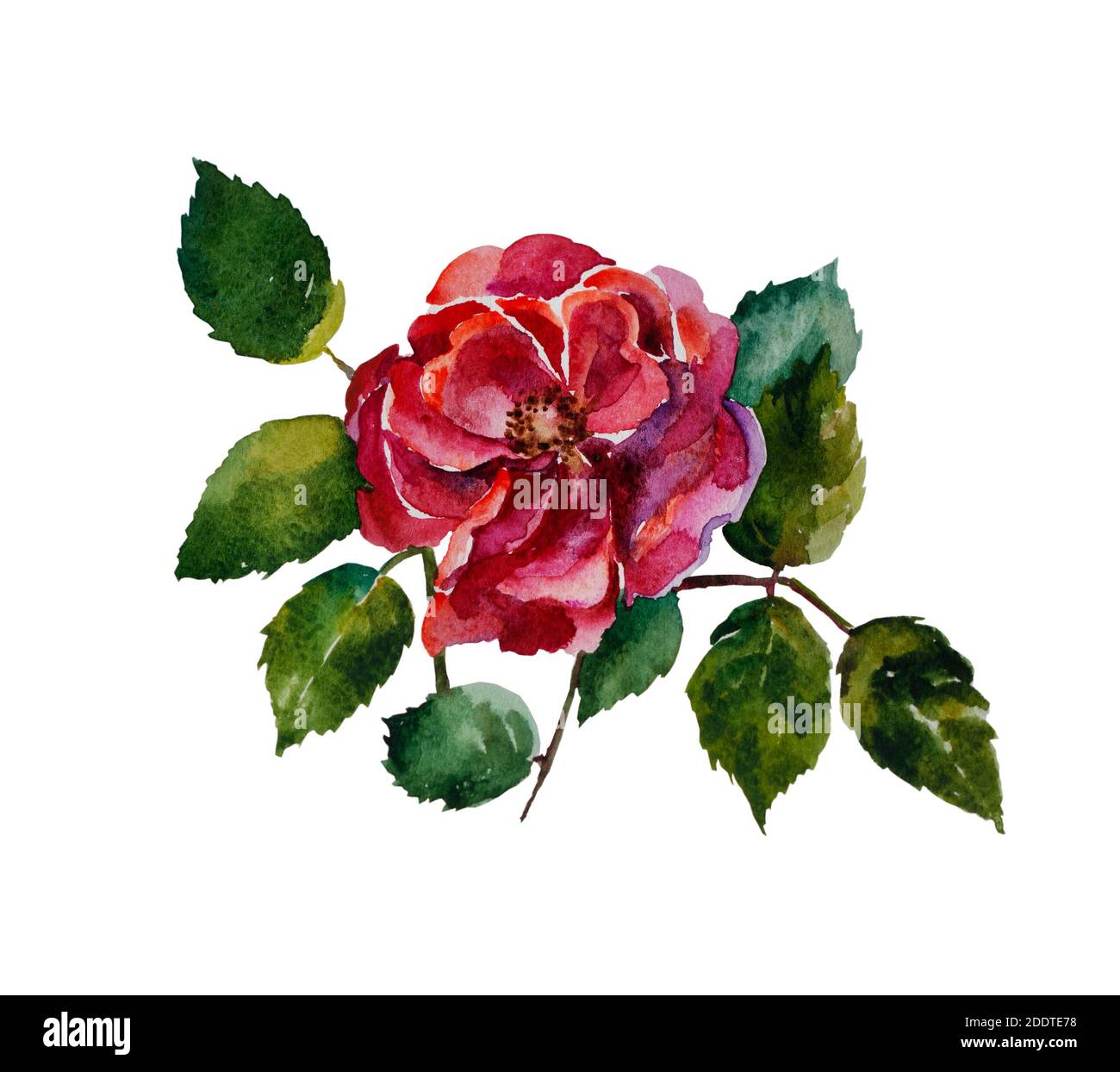 Rose rouge avec feuilles peinture d'aquarelle originale isolée sur blanc arrière-plan Banque D'Images