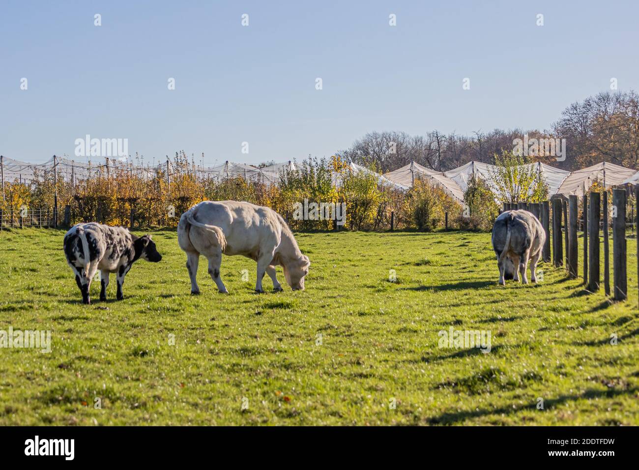 Bovins à fourrure grisâtre et à taches noires paissant tranquillement sur l'herbe verte d'une ferme, vaches laitières et leur veau, verger de pommes dans le dos flou Banque D'Images