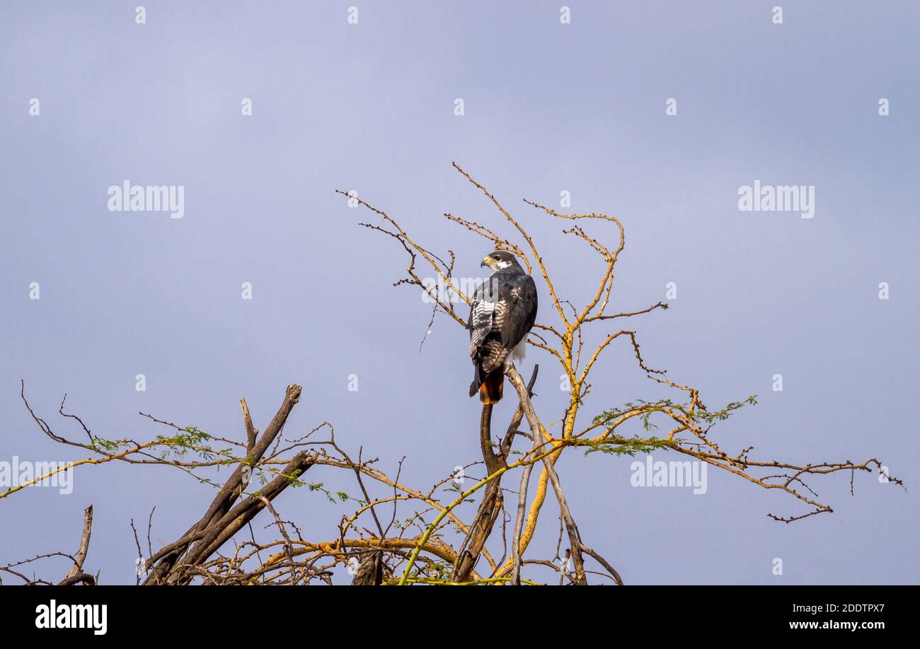 Augur Bubourard (Buteo augur) oiseau de proie africain perché sur une branche d'arbre montrant un plumage barré à l'arrière. Réserve nationale de Maasai Mara, Kenya, Afrique. Copier Banque D'Images